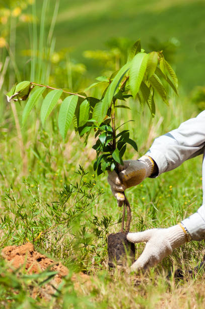 Plantio de muda durante serviço de compensação ambiental